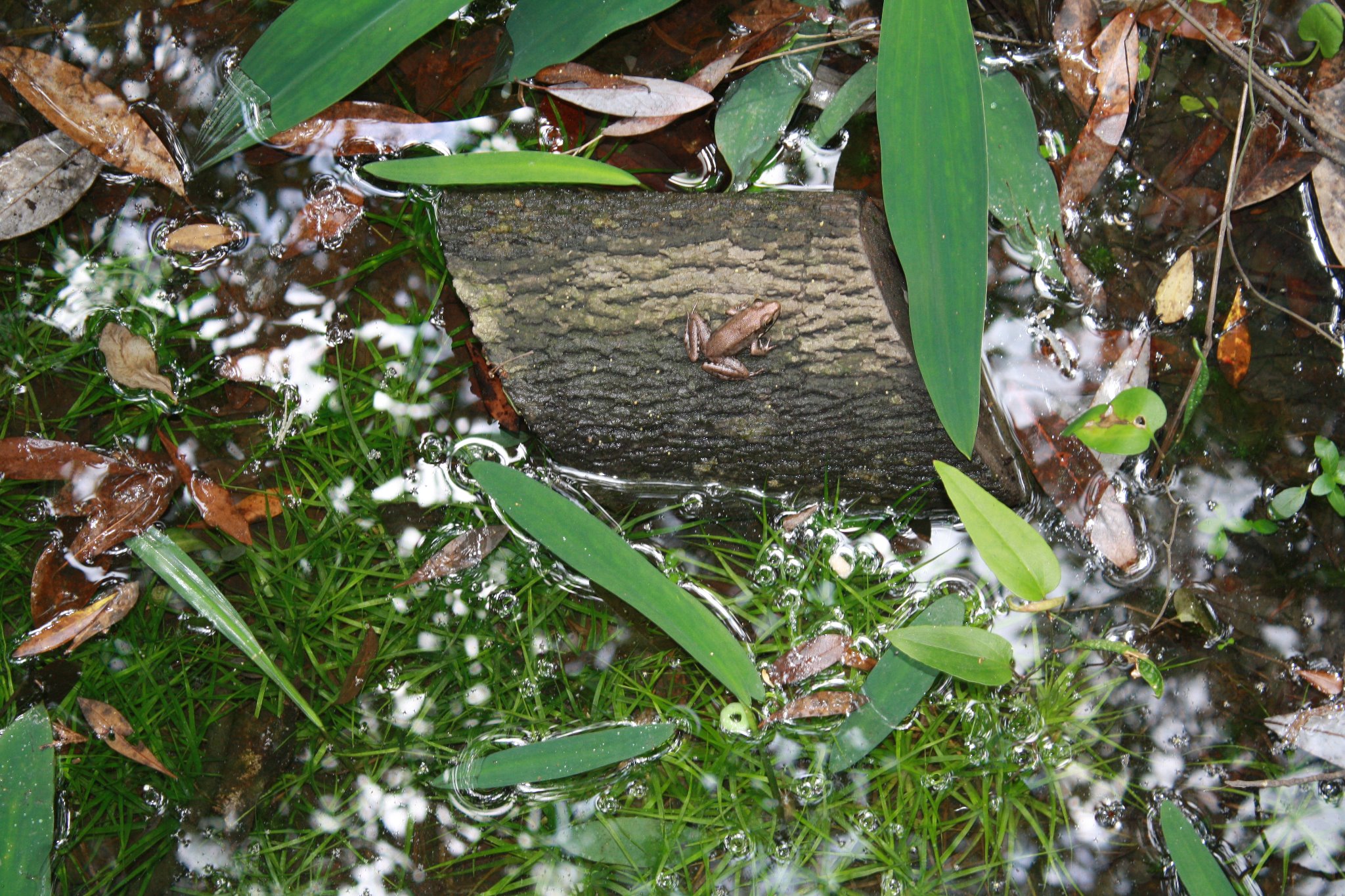 Tree stump in water with frog header image.